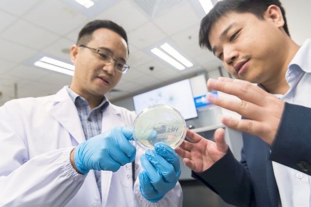 Superbug virulence regulatory mechanism revealed Paving ways for developing new antibiotics