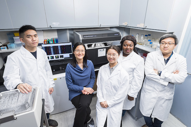 Rare cells bring new hope in cancer immunotherapy