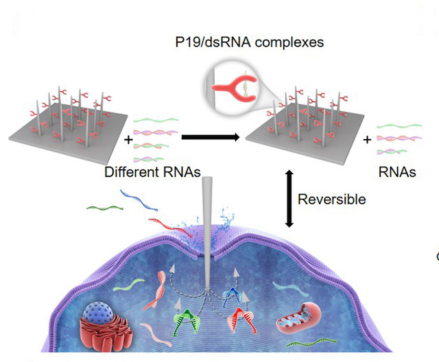 Intracellular biopsy technique for fast microRNAs profiling in living cells