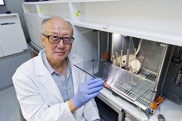 Discovering the Neural Mechanisms Between Chronic Pain and Cognitive Deficits