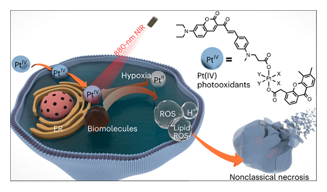 Near-infrared-activated anticancer platinum(IV) complexes directly photooxidize biomolecules in an oxygen-independent manner