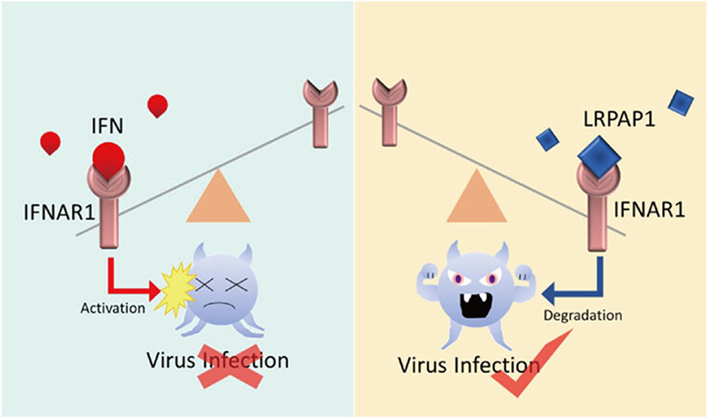 The schematic diagram of virus circumventing type I IFN signaling through LRPAP1.