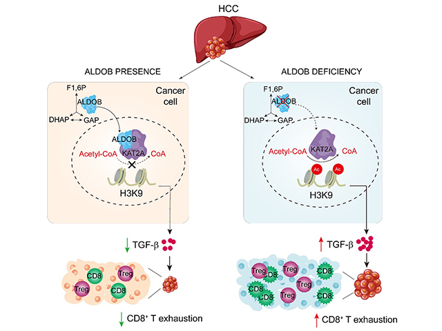 Prof. Huiyong YIN’s Team Uncovered A Novel Mechanism Underlying Immune Responses in Liver Cancer