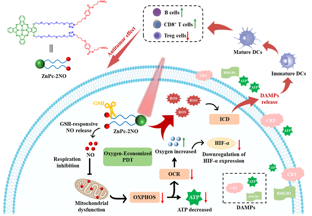 Novel dual-mechanism photodynamic therapy (PDT) effectively kills cancer cells and triggers an immune response.