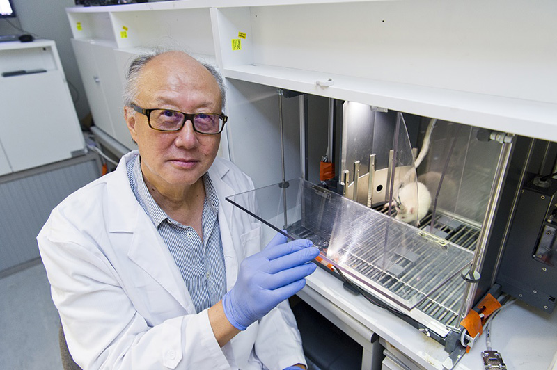 Discovering the Neural Mechanisms Between Chronic Pain and Cognitive Deficits