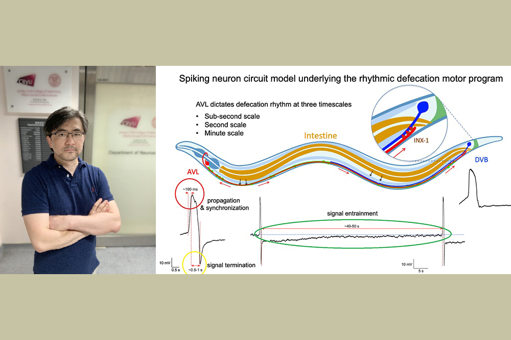 How an internal body clock keeps roundworms free from constipation