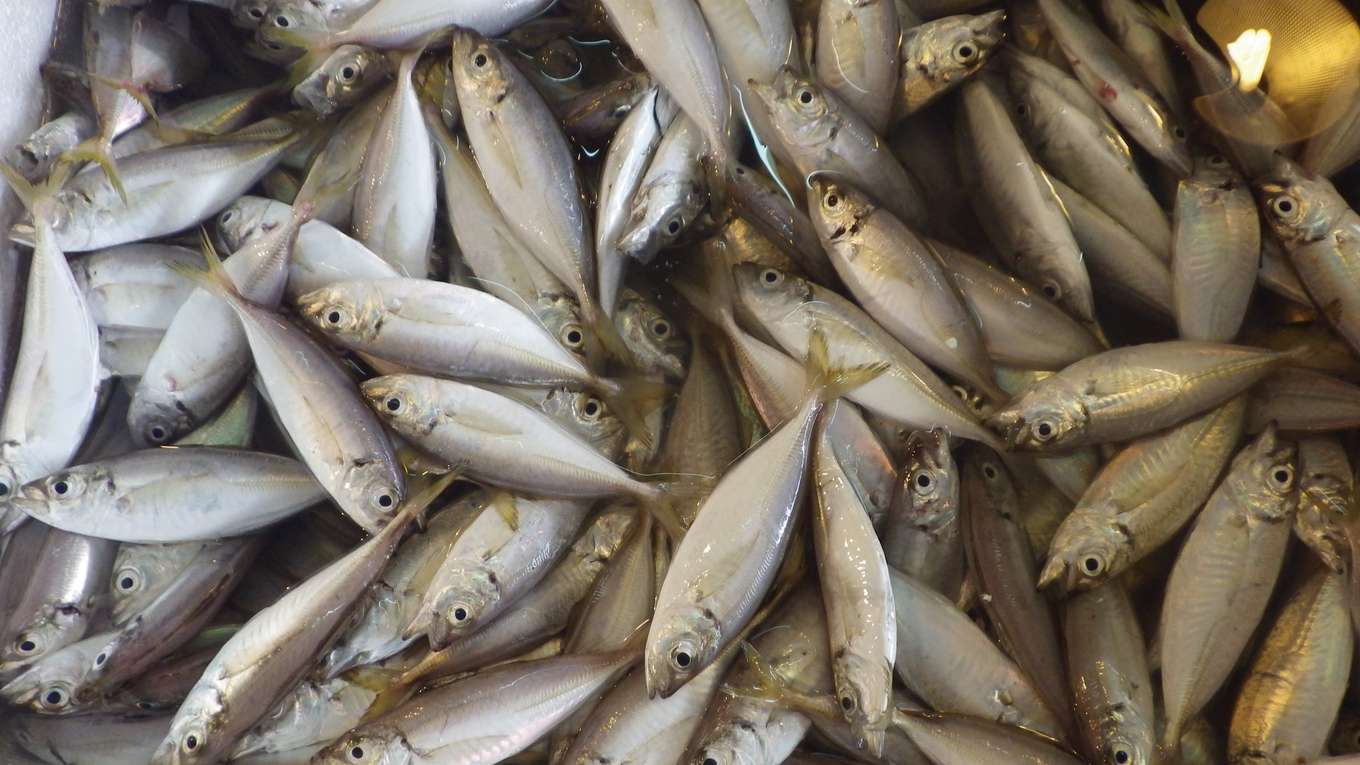 Fish Health and Production