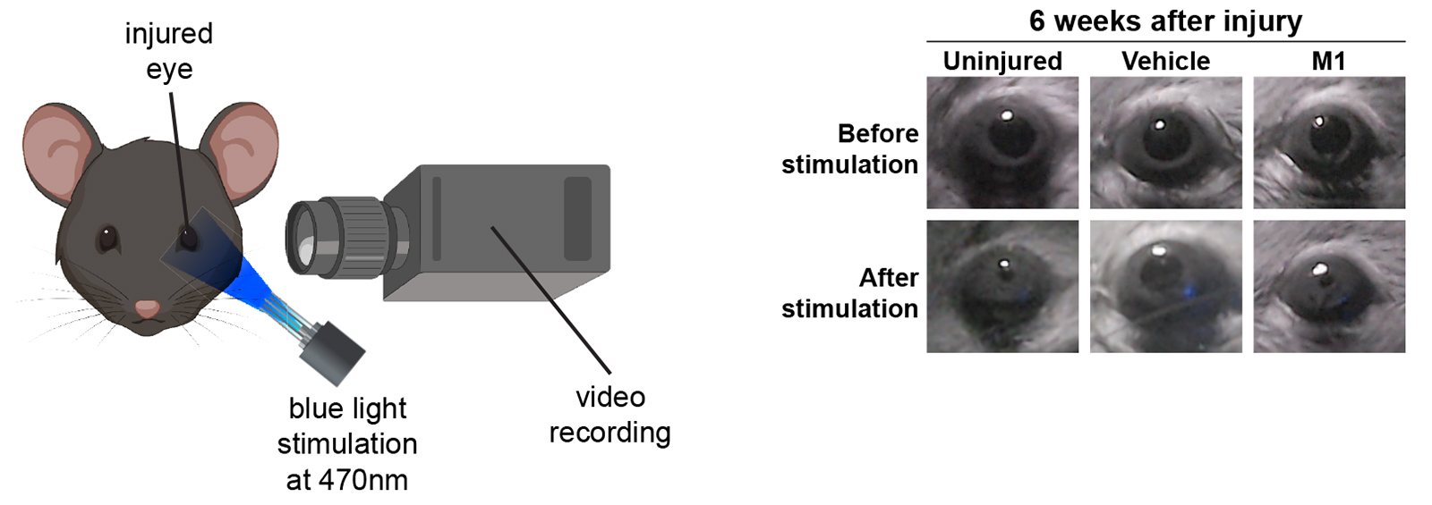 Restoration of visual function such as pupillary light reflex is observed in M1-treated mice. 