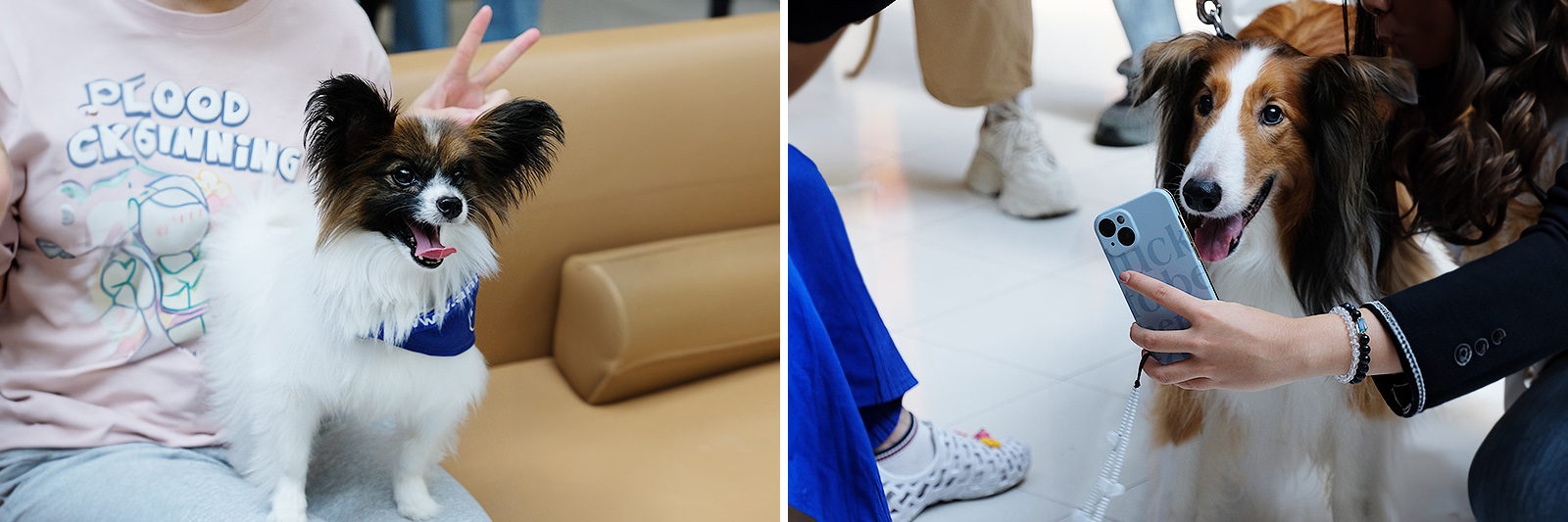 Students capture the perfect selfie moment with Professor Paws, filling their phone galleries with adorable fur babies.