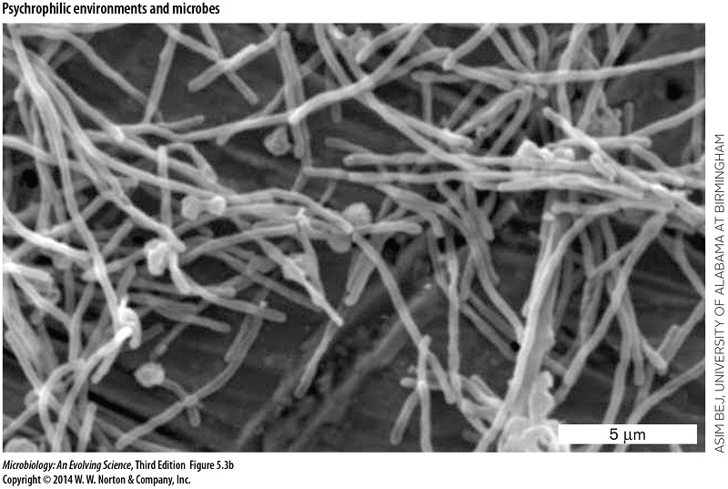 the origin of an antibiotic resistance gene, Flavobacteriaceae 