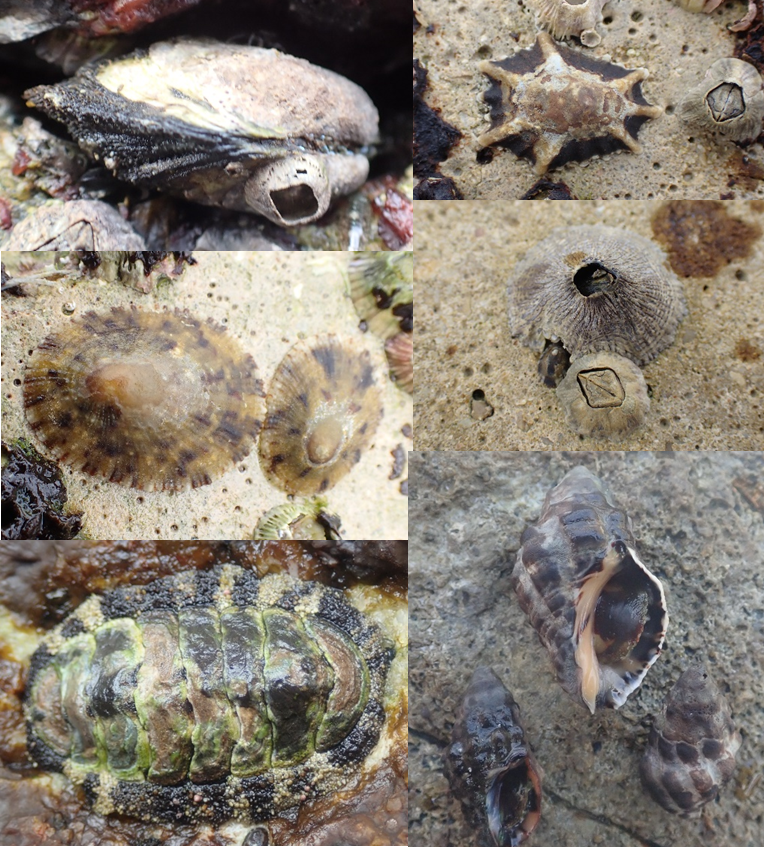 Eco-engineered tiles 