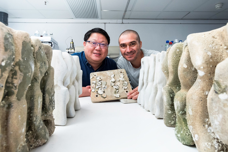 Seawalls’ marine biodiversity enhanced by eco-engineered tiles: CityU study