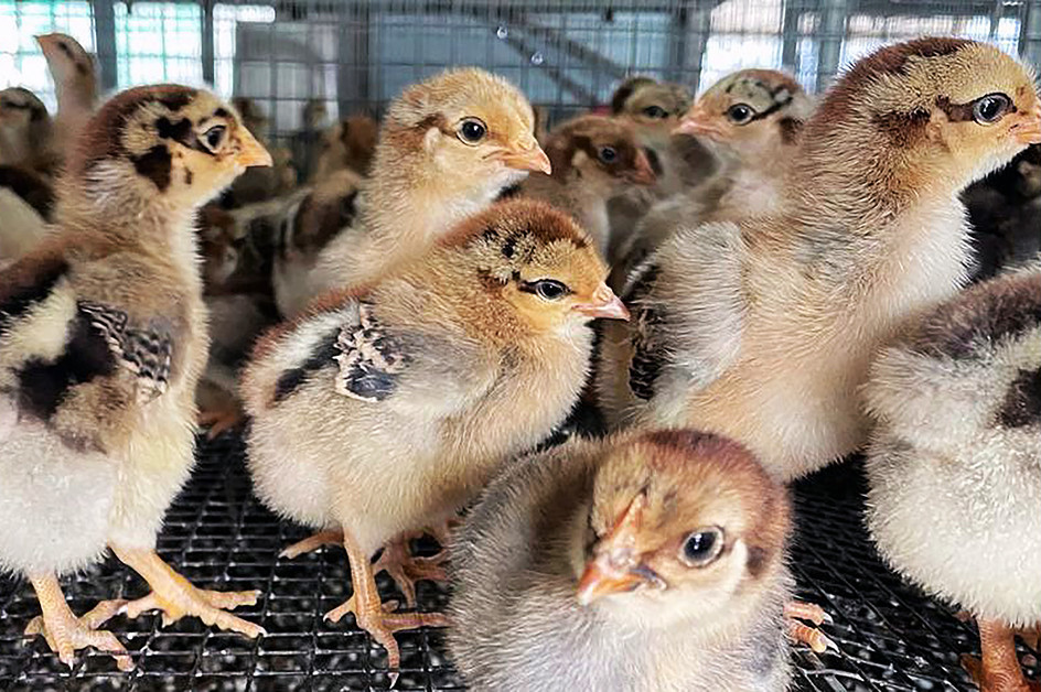 Deep learning tool improves chicken welfare by identifying distress calls