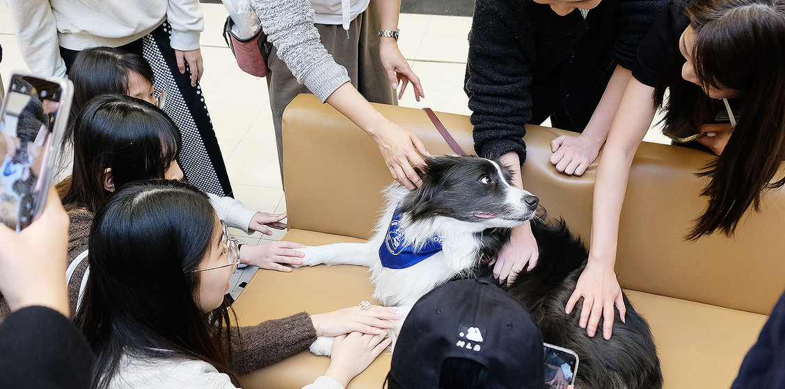 Professor Paws bring joy back to CityUHK community