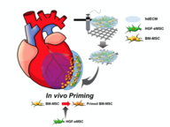 Schematic diagram_in vivo priming