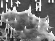 Penetration of cell membrane by nanoneedles