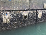 Eco-engineered tiles 