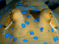 Unveiling the secret of the stingray's electric blue